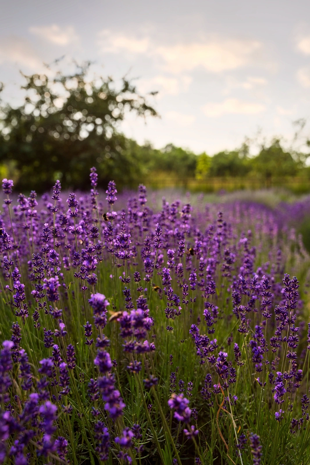 Spichlerz Syrop z lawendy 330ml