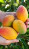 Big-Active Mango Bongo napój herbaciany o smaku mango 500ml