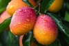 Herbapol Ice Tea zielona herbata z mango Napój herbaciany 1L