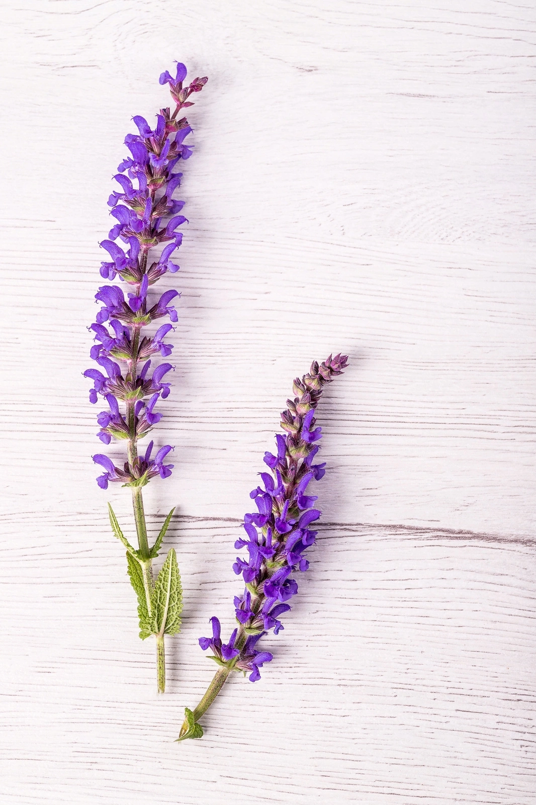 Spichlerz Syrop z lawendy 330ml